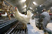 Poultry and bird flu news